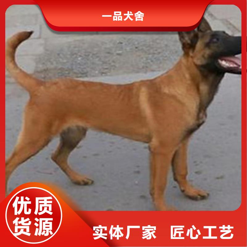 【马犬】芯片齐全