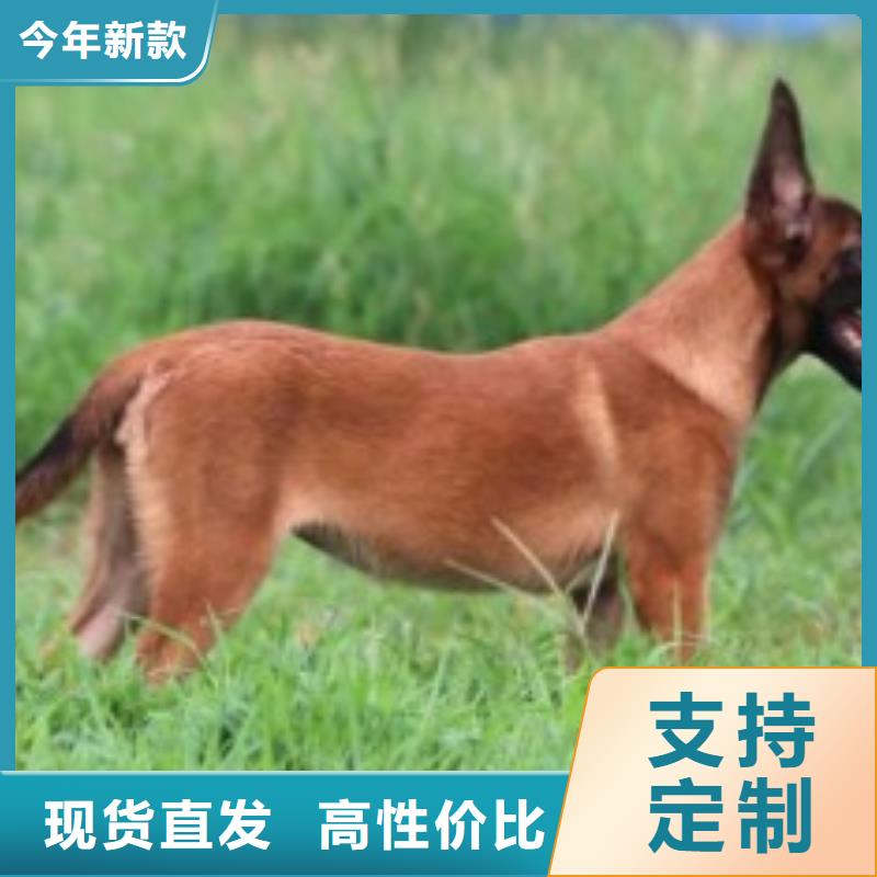 【马犬】多少钱