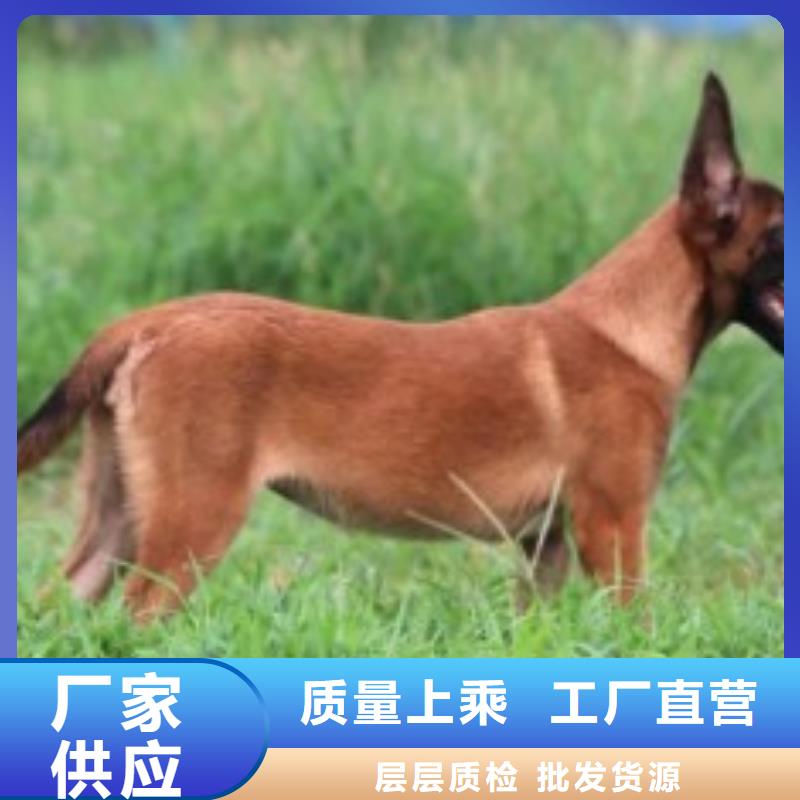 【图】【血统马犬】血统纯正