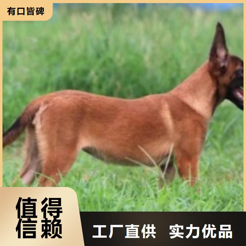 马犬性格怎么样？（CKU认证犬舍）