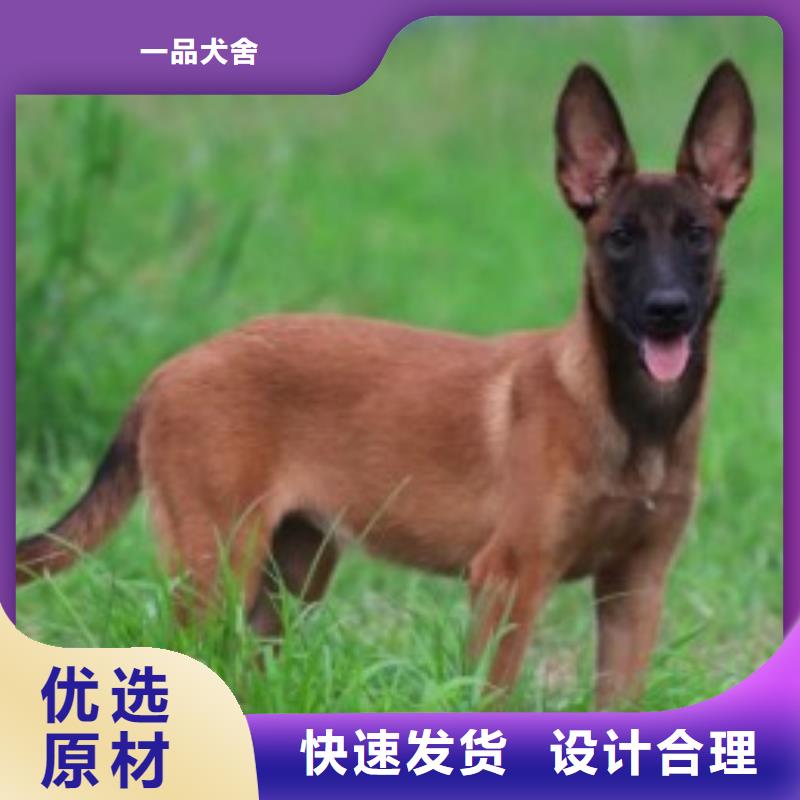 马犬血统纯正（CKU认证犬舍）