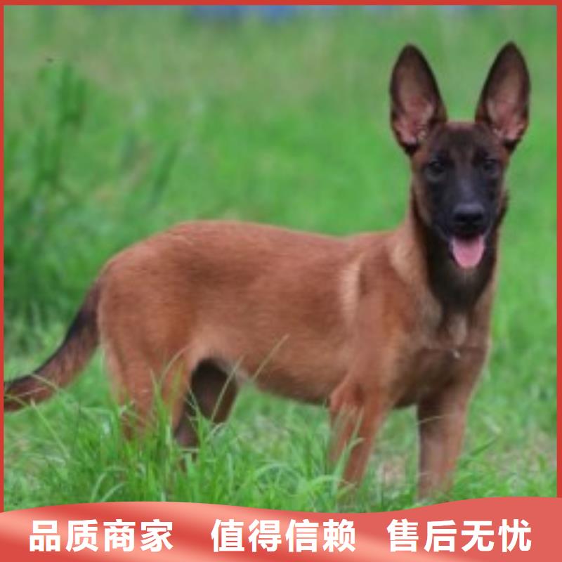 【图】【正宗马犬】多少钱一只【CKU认证犬舍】