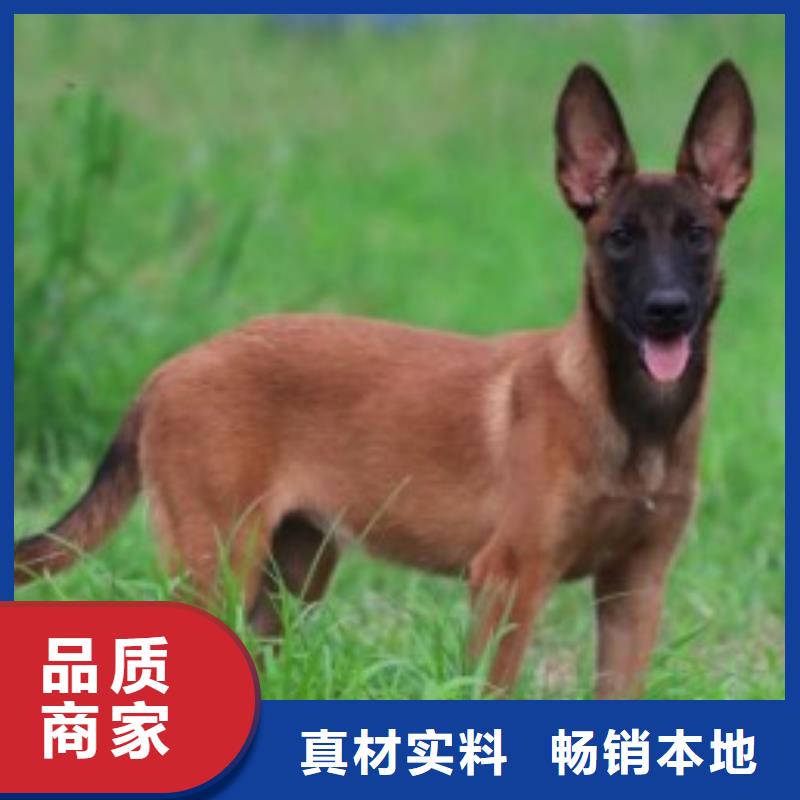 【马犬】芯片齐全