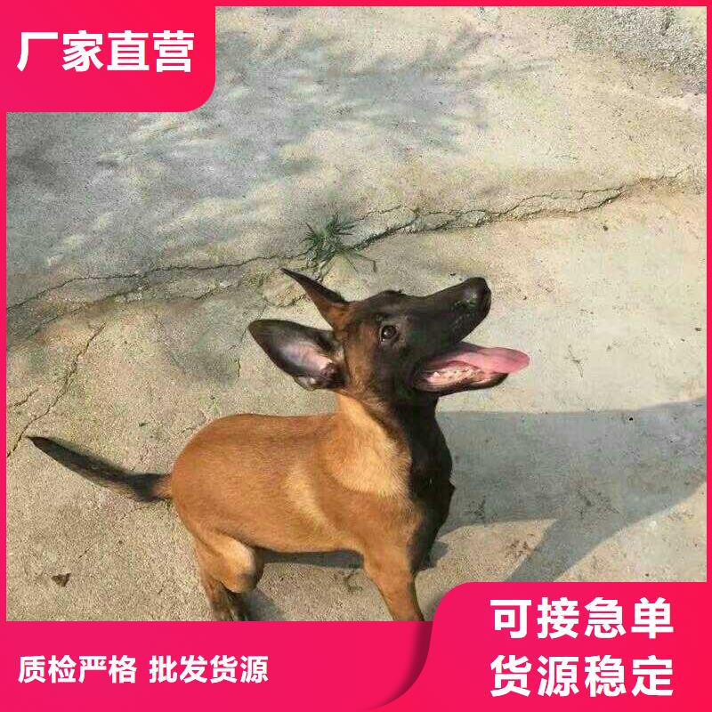 【图】【纯种马犬】多少钱一只