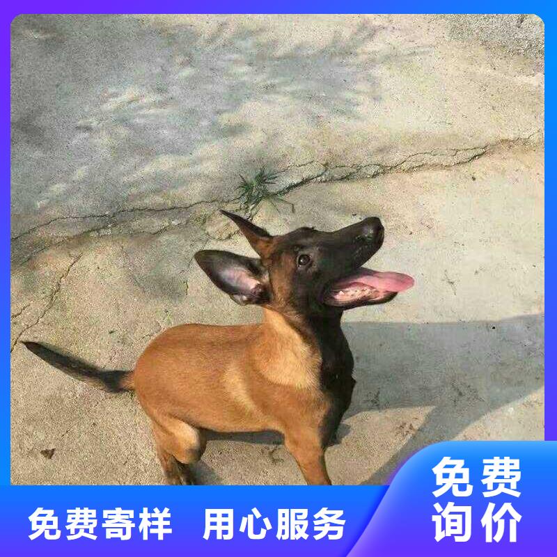 黑马犬哪里卖