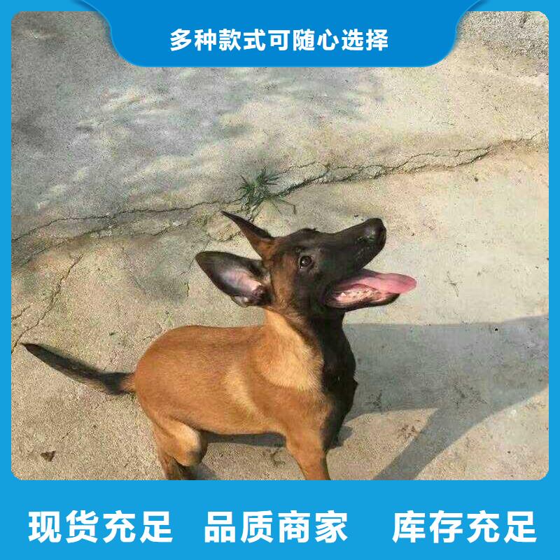 纯种马犬多少钱一只