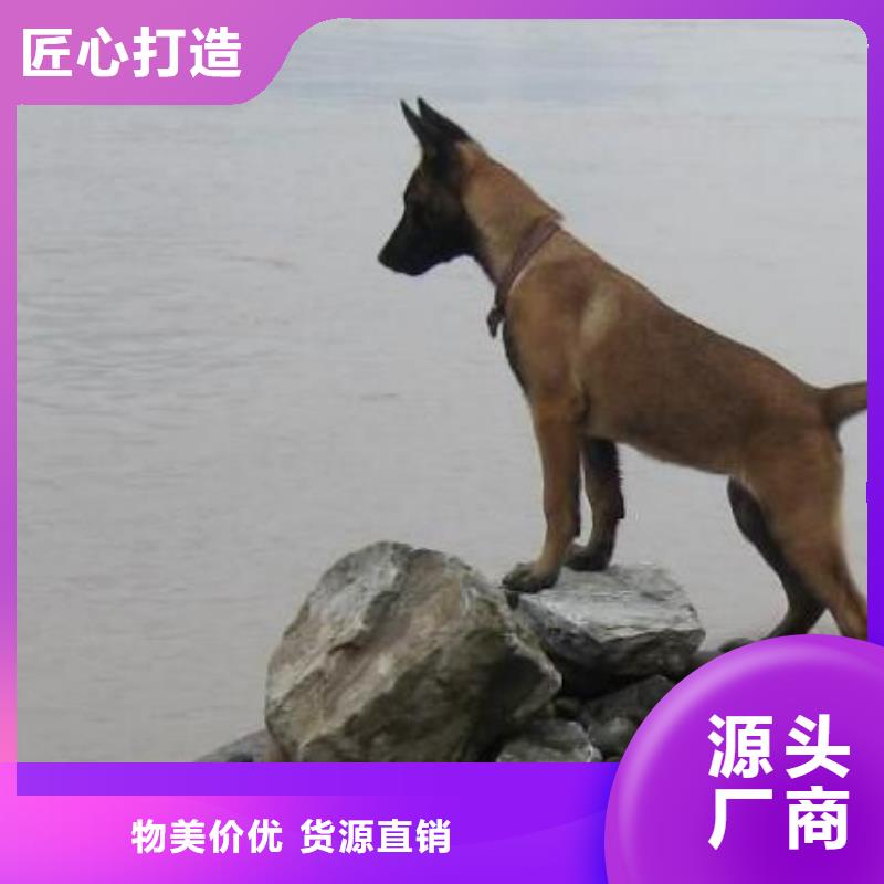 山东【马犬】带血统证明