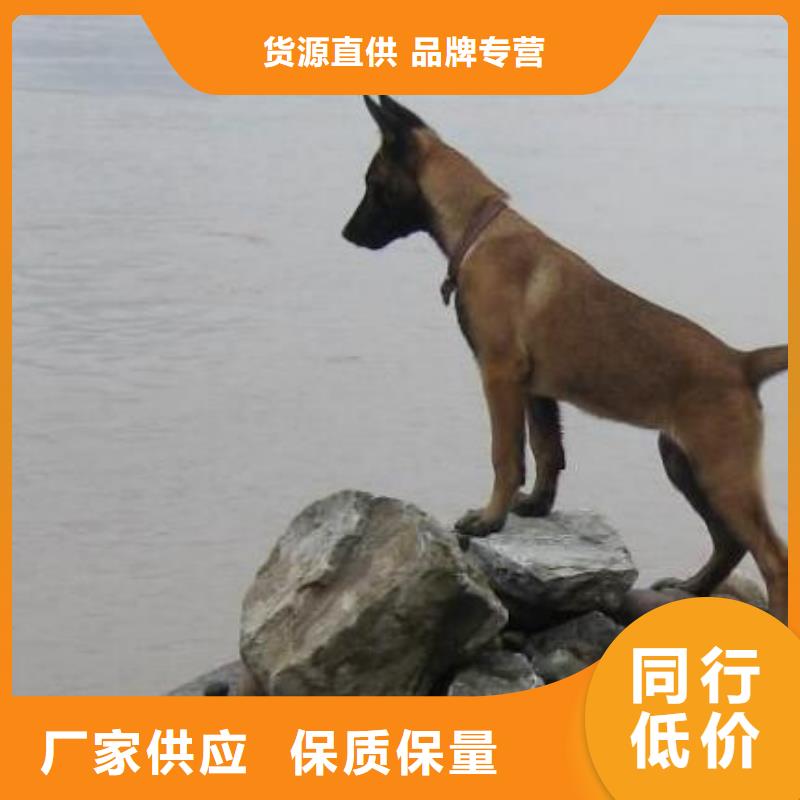 【图】【黑马犬】价格多少