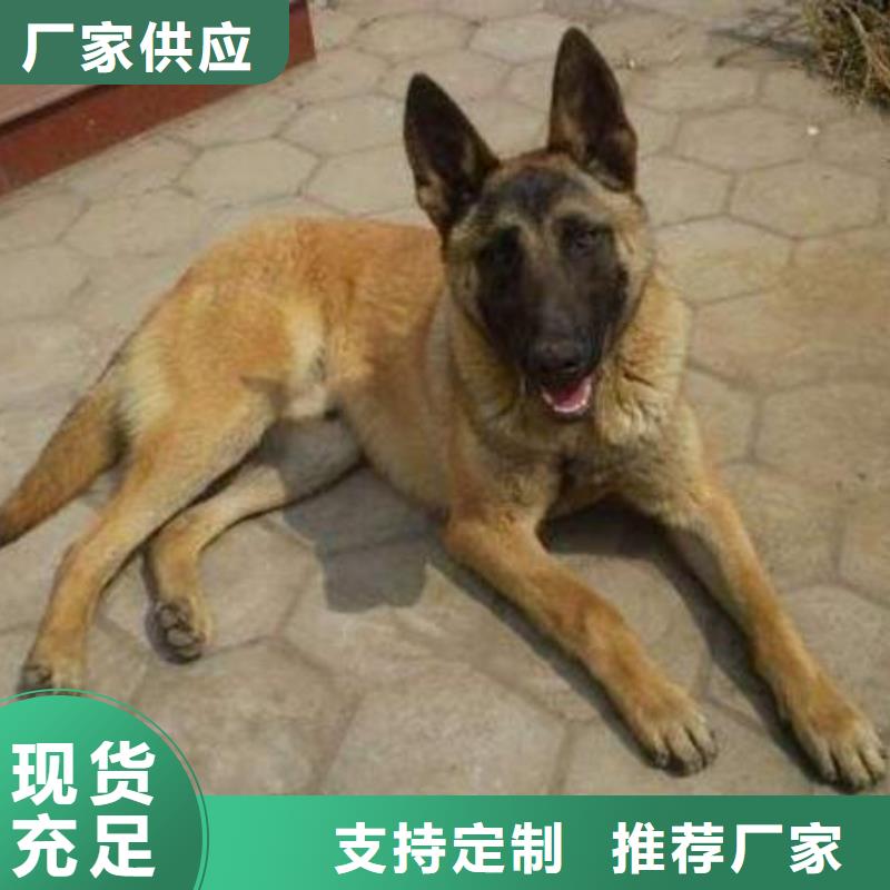 【图】【正宗马犬】繁育犬舍（CKU认证犬舍）