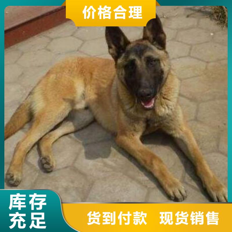 纯种马犬血统纯正