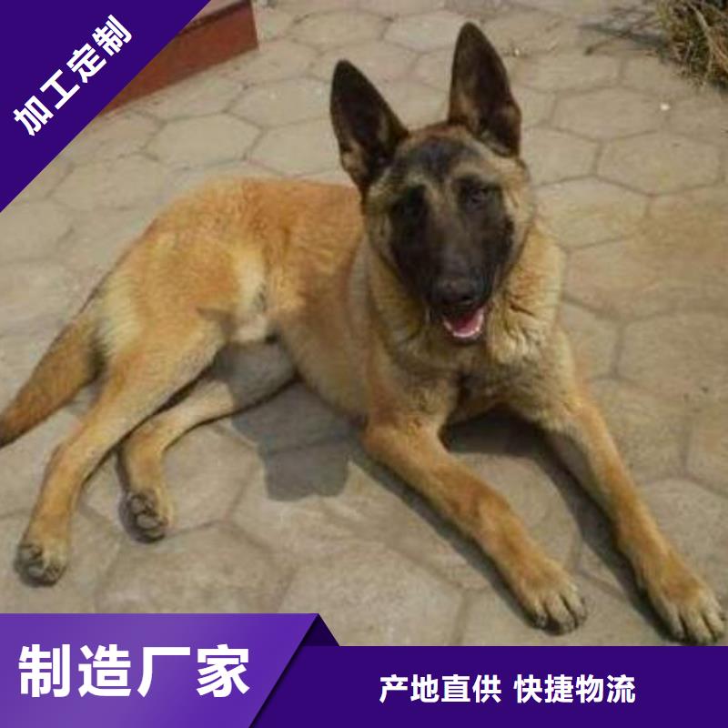 【马犬】免费运输