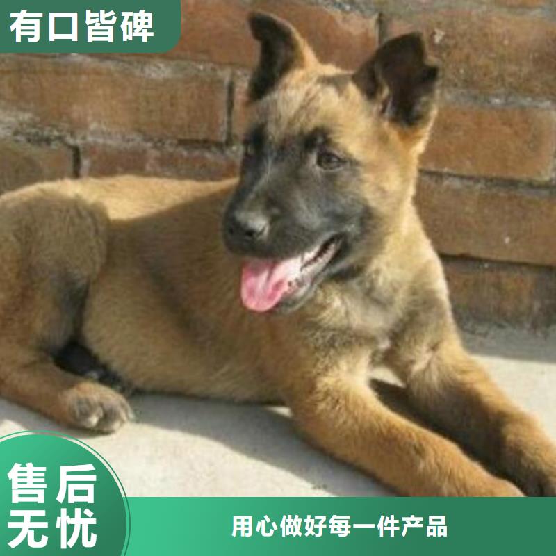 【图】【正宗马犬】纯种