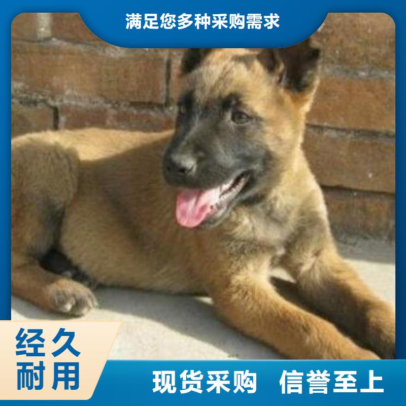 【图】【黑马犬】多少钱一只