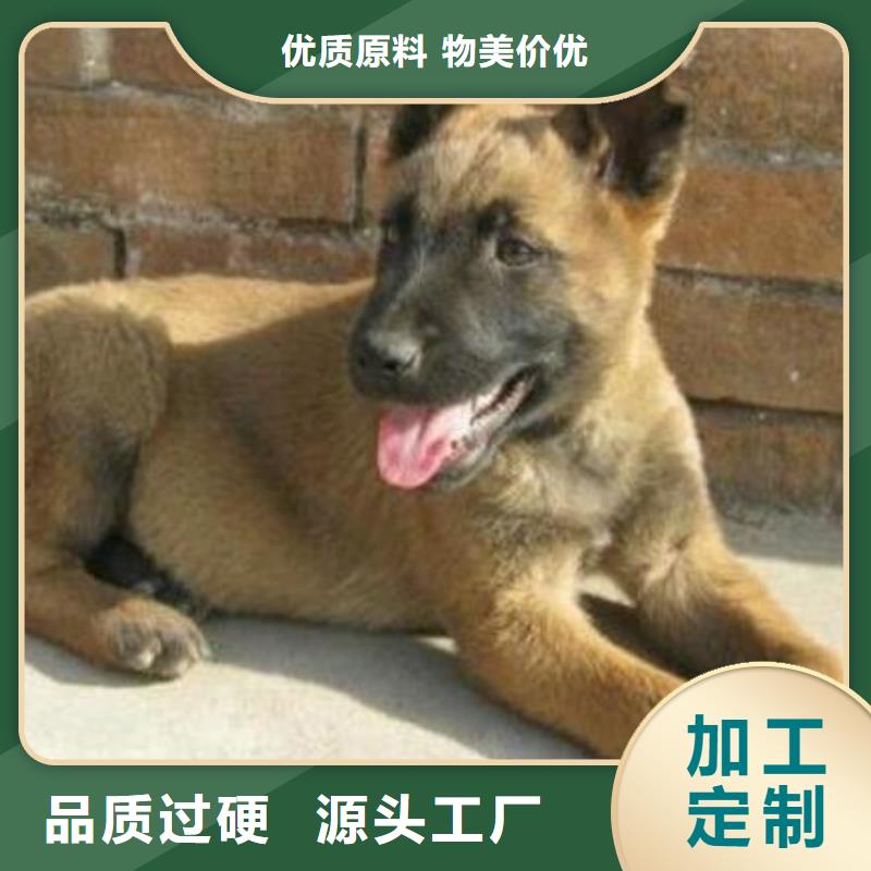 【图】【正宗马犬幼犬】价格多少【CKU认证犬舍】