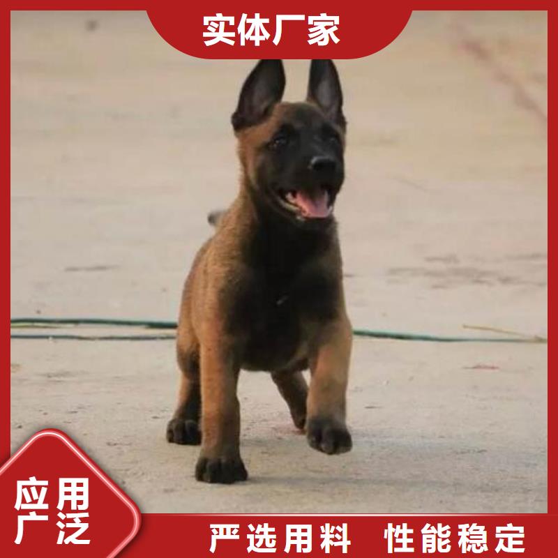 马犬性格怎么样？