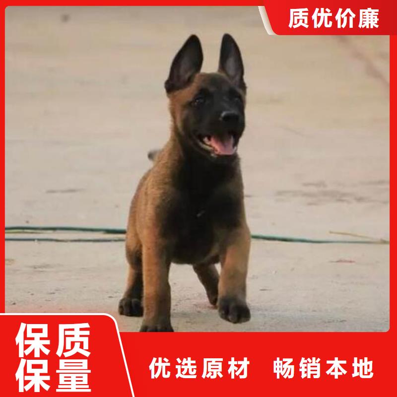 【图】【比利时马犬】繁育犬舍