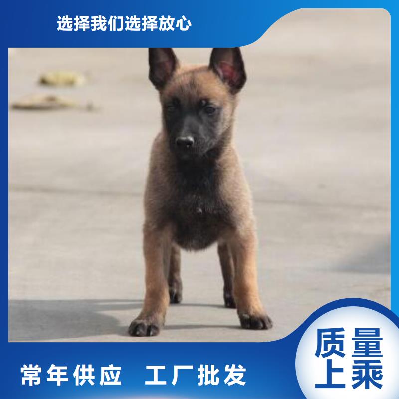 马犬血统纯正