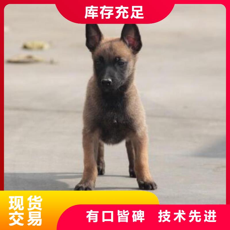 【图】【黑马犬】价格多少