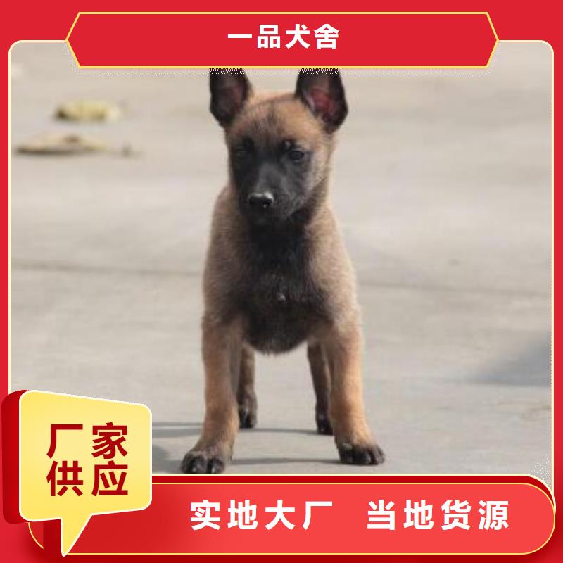 红马犬性格怎么样？