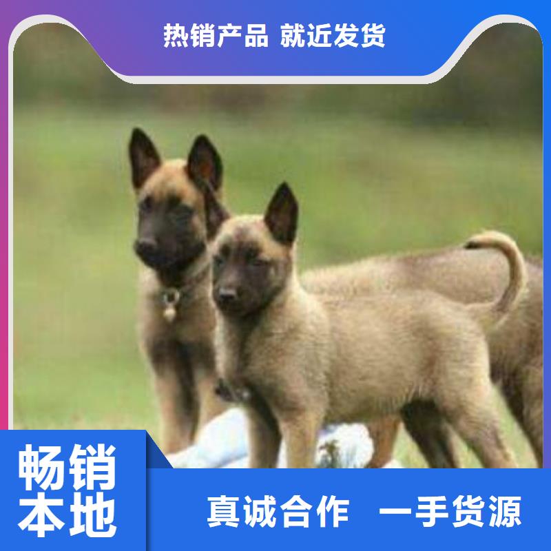 【图】【正宗马犬幼犬】价格，图片