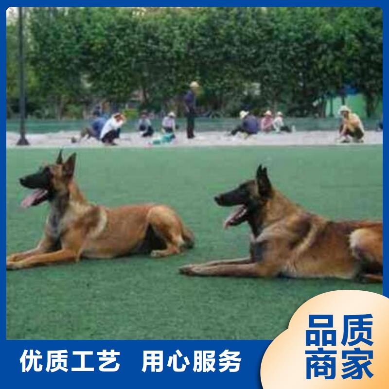 【图】【黑马犬】价格，图片