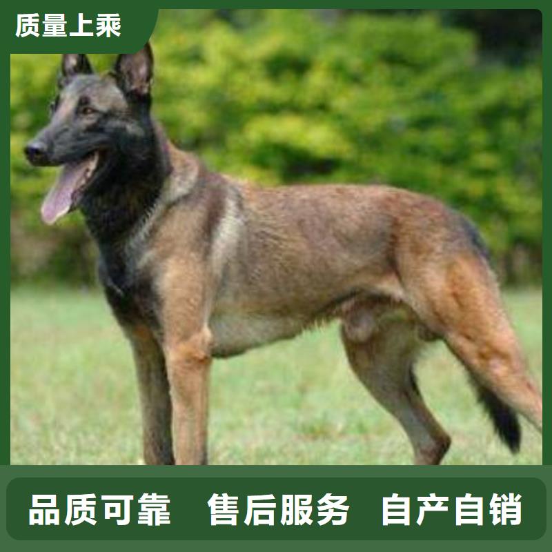 【马犬】多少钱