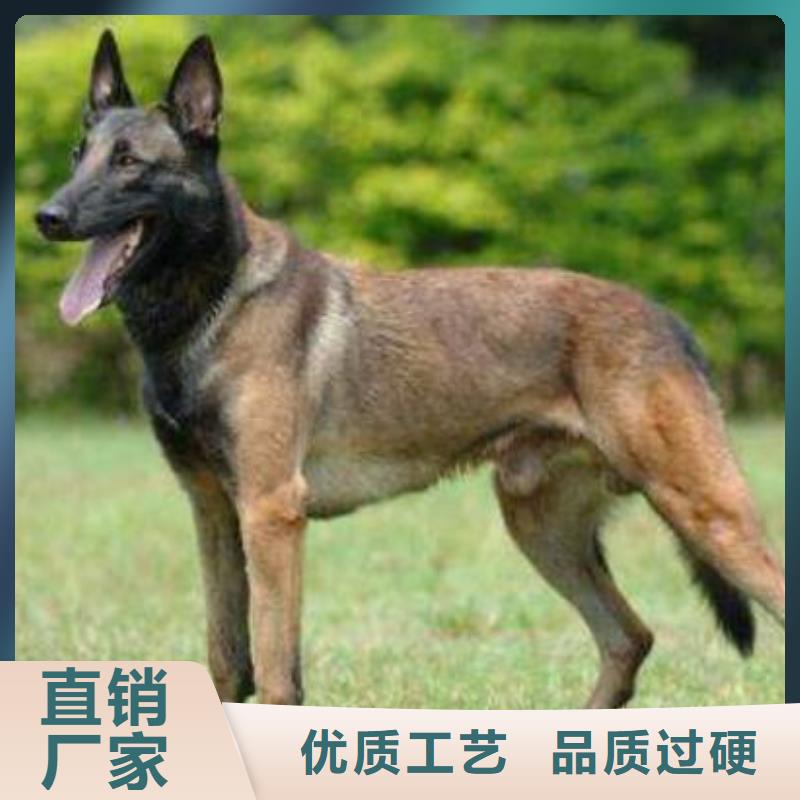 马犬血统纯正