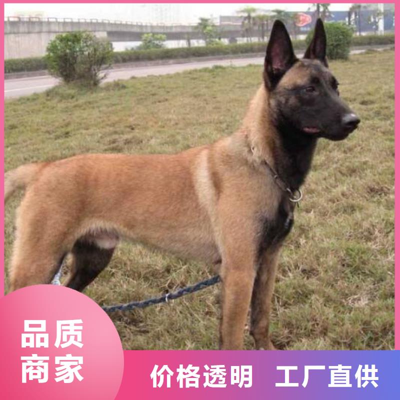 红马犬纯种