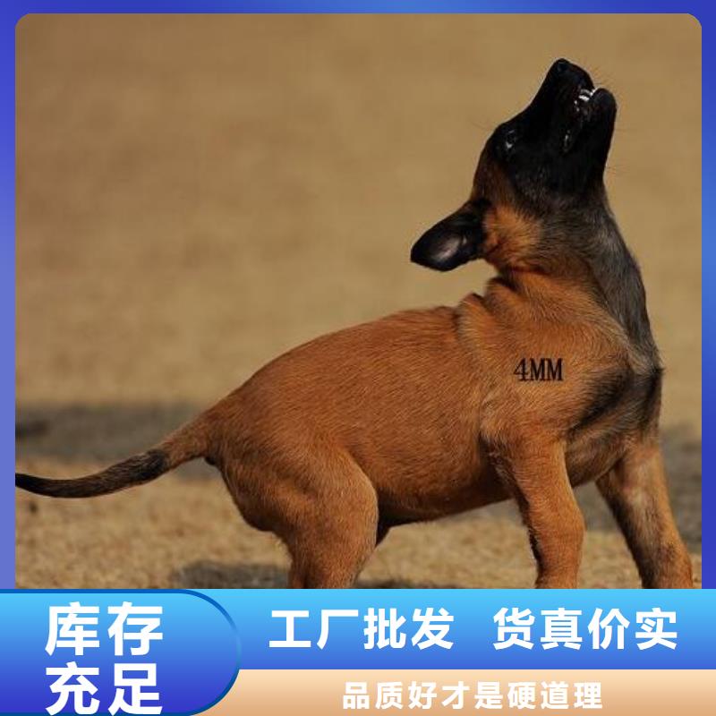 【图】【马犬】血统纯正（CKU认证犬舍）