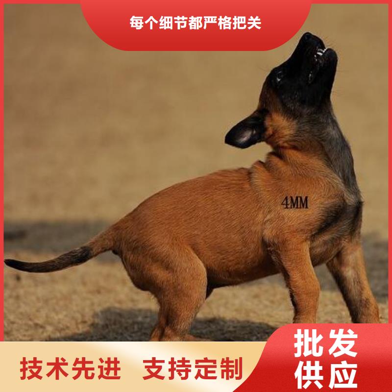 【图】【红马犬】多少钱一只（CKU认证犬舍）