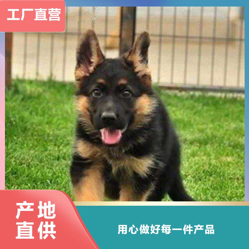 【赛级德国牧羊犬】繁育犬舍【CKU认证犬舍】