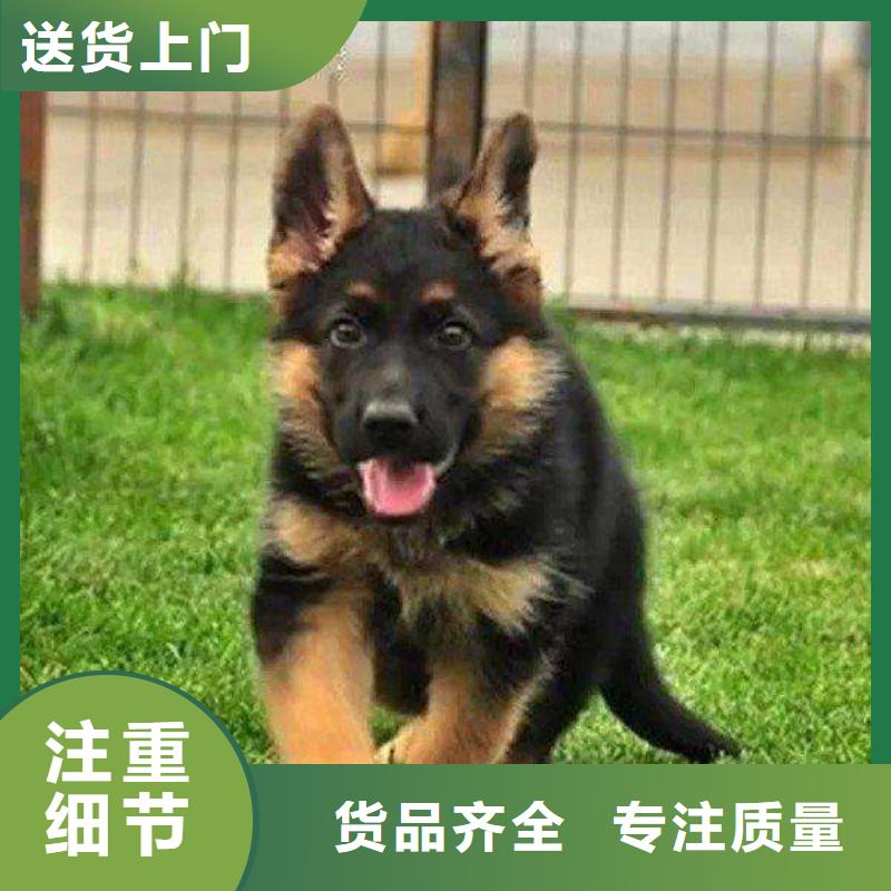 【德国牧羊犬】血统纯正