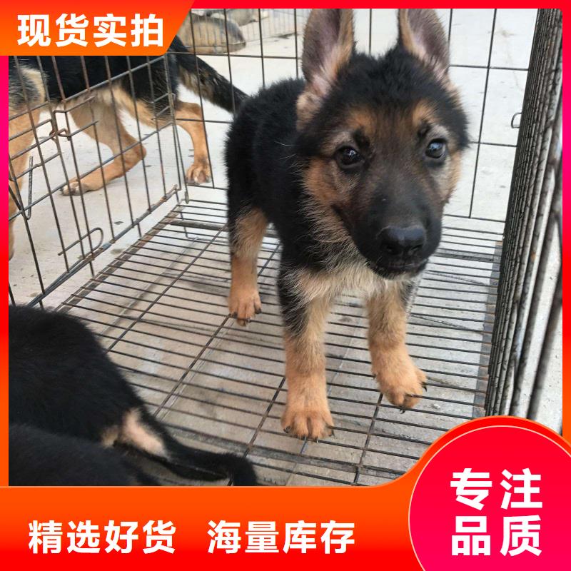 德国牧羊犬【拉布拉多犬】品质优选