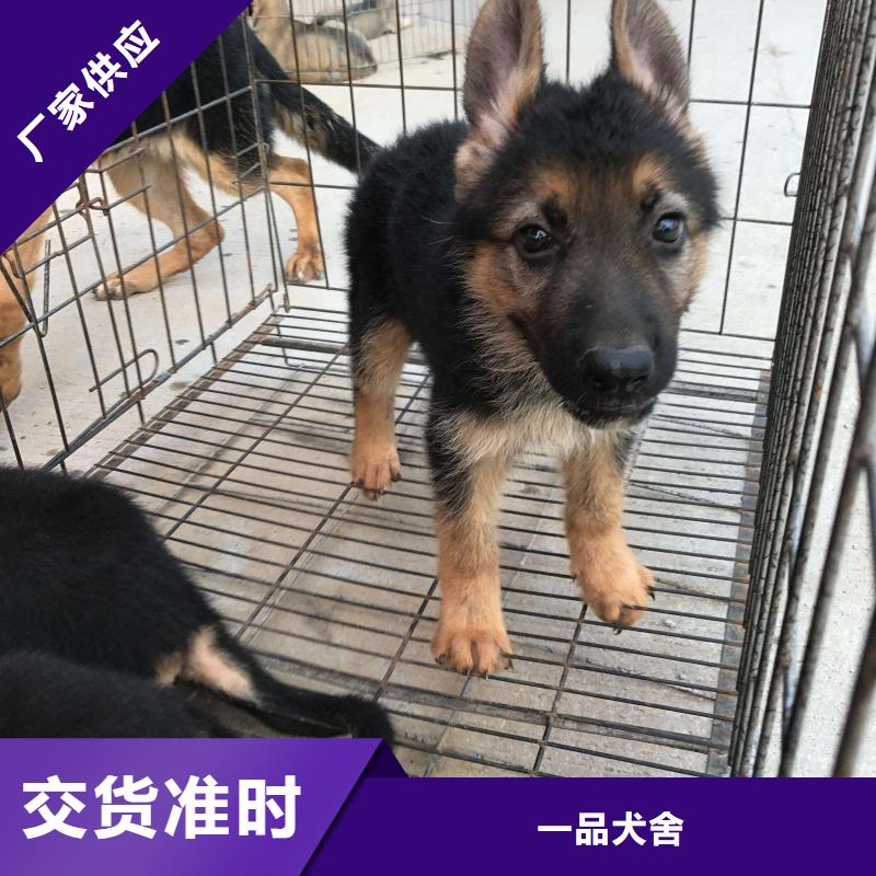 德国牧羊犬德牧犬用好材做好产品