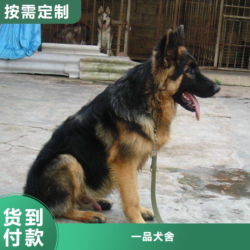 德国牧羊犬卡斯罗犬可定制有保障