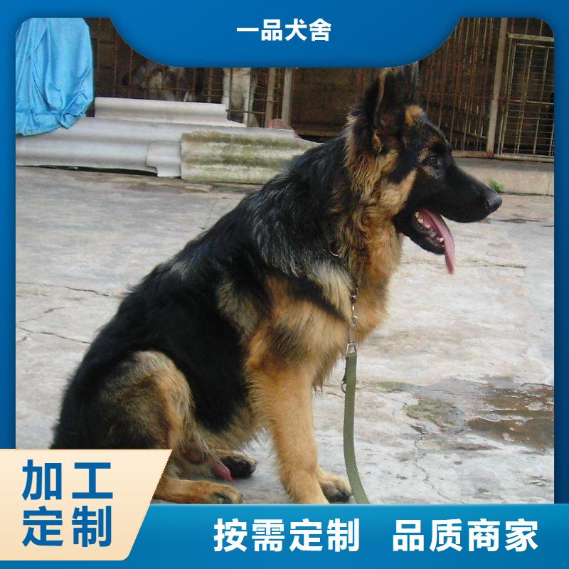 德国牧羊犬黑狼细节严格凸显品质