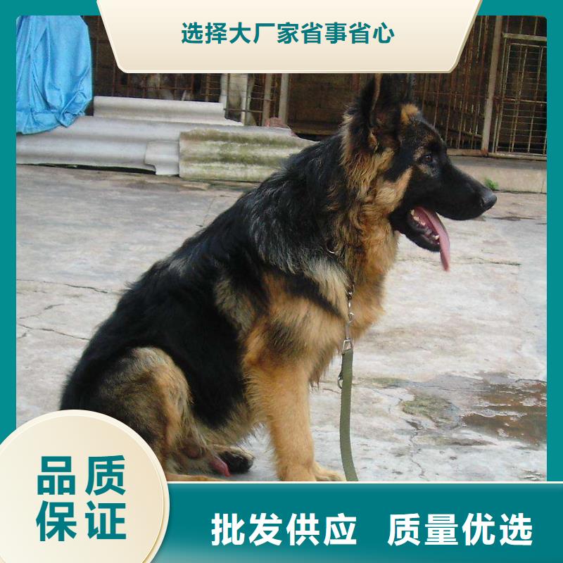 【德国牧羊犬】繁育犬舍【CKU认证犬舍】