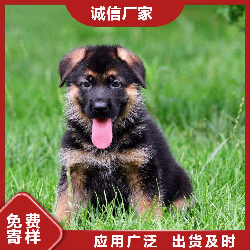 德国牧羊犬【杜高犬】现货充裕