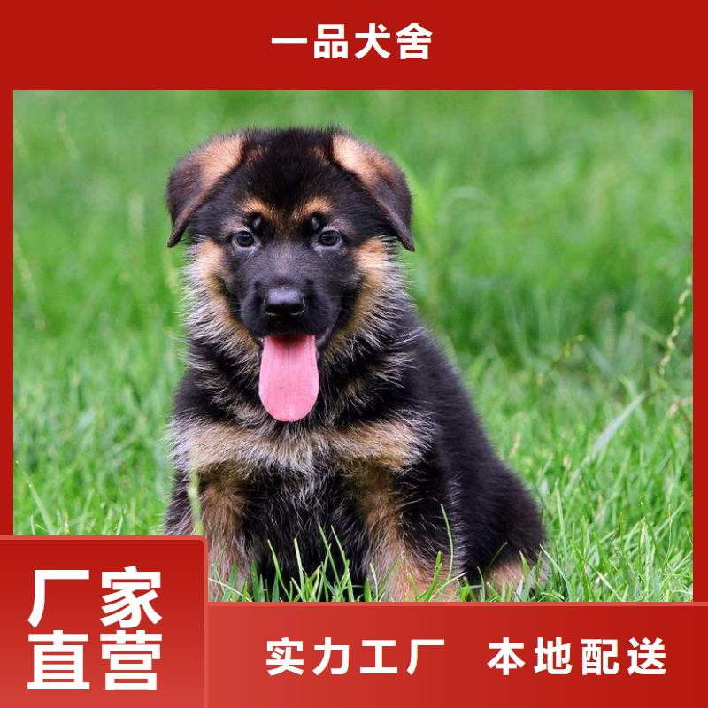 德国牧羊犬黑狼精品优选