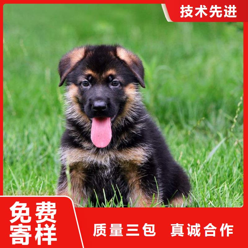 【德国牧羊犬】血统纯正