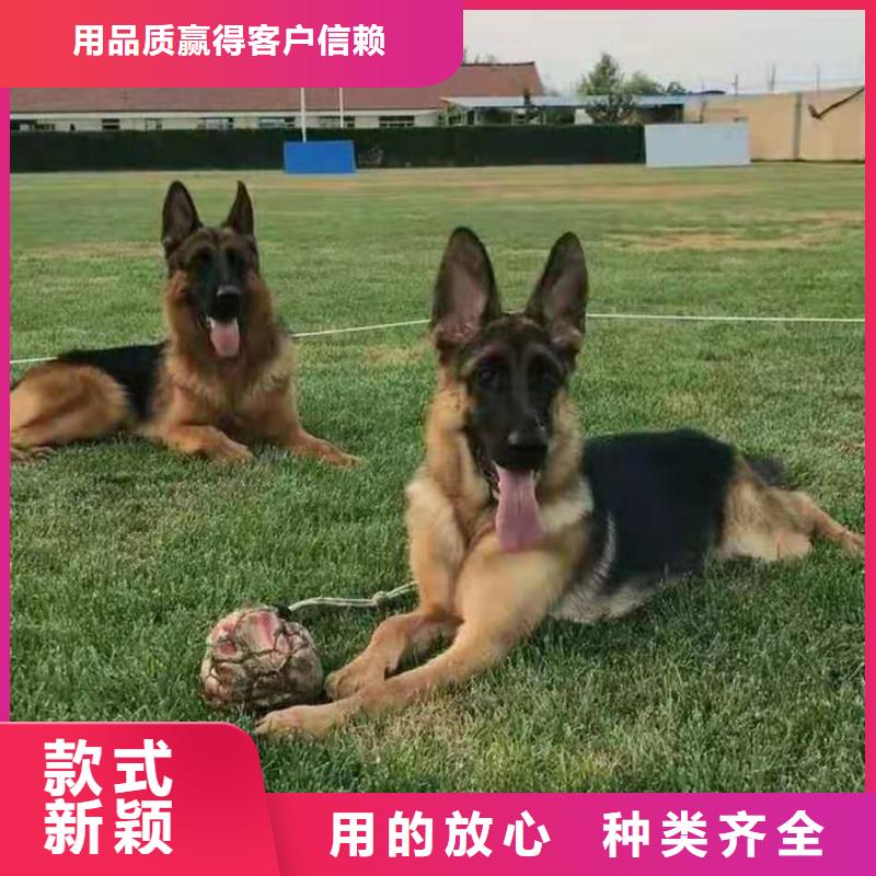 德国牧羊犬黑狼精品优选