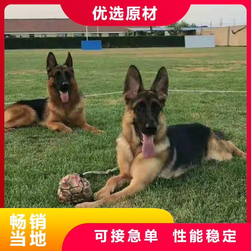 【纯种德国牧羊犬】多少钱一只