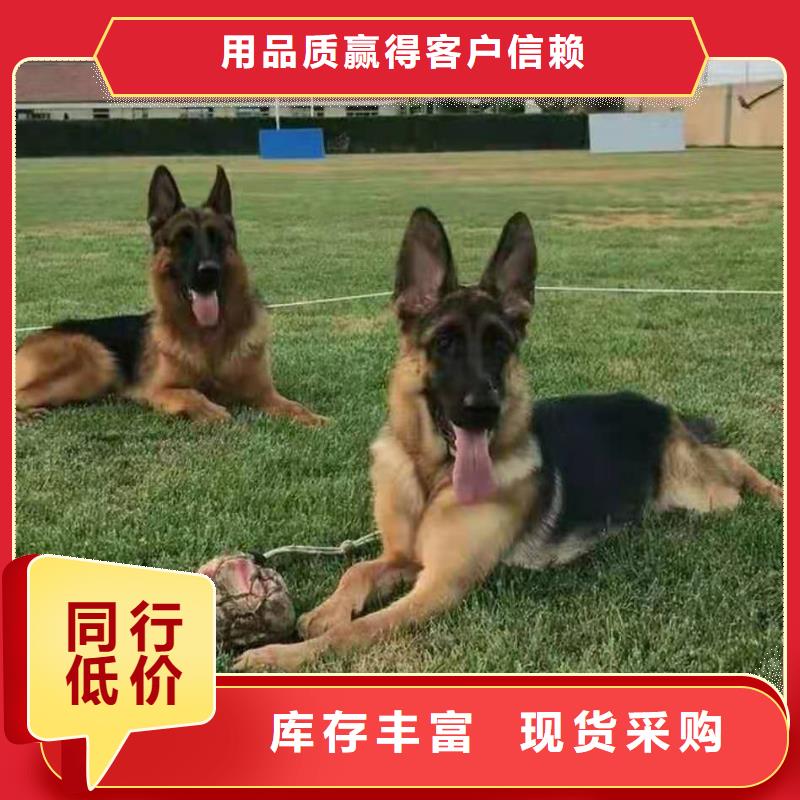 【德国牧羊犬】血统纯正