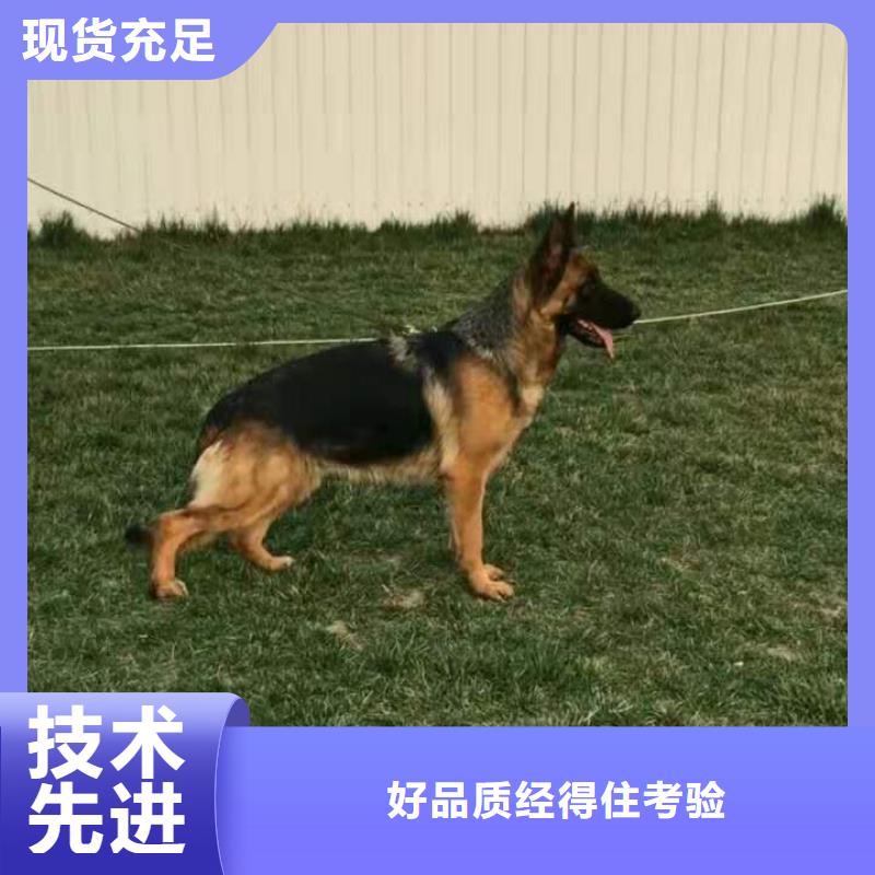 【德国牧羊犬】介绍