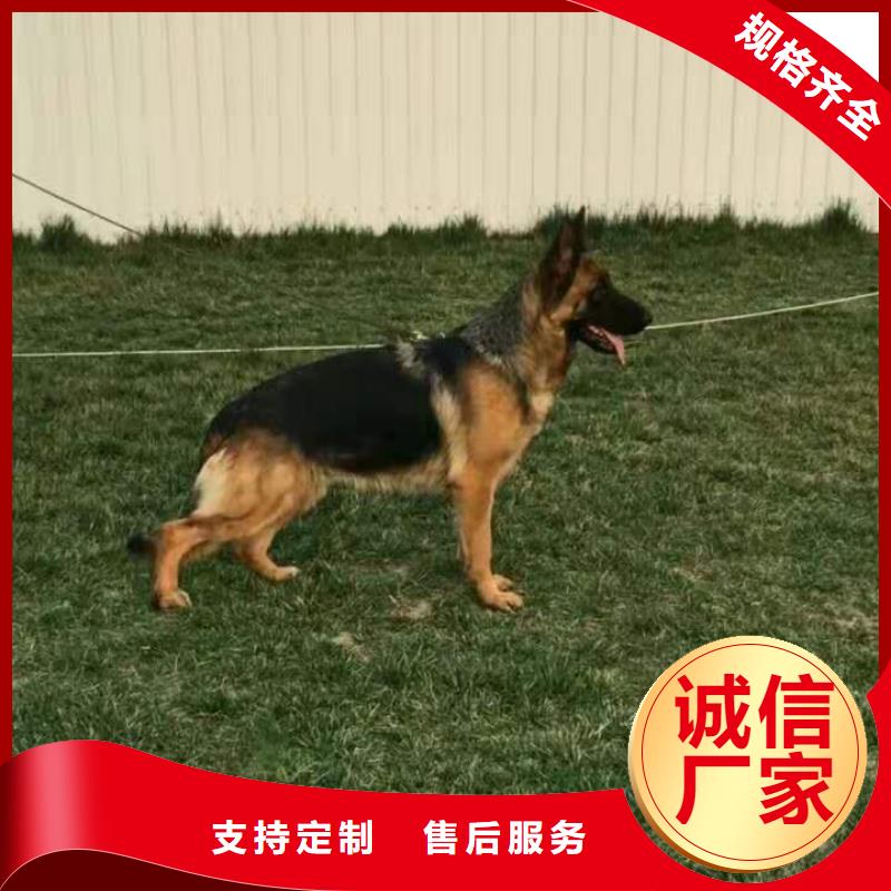 【赛级德国牧羊犬】繁育犬舍