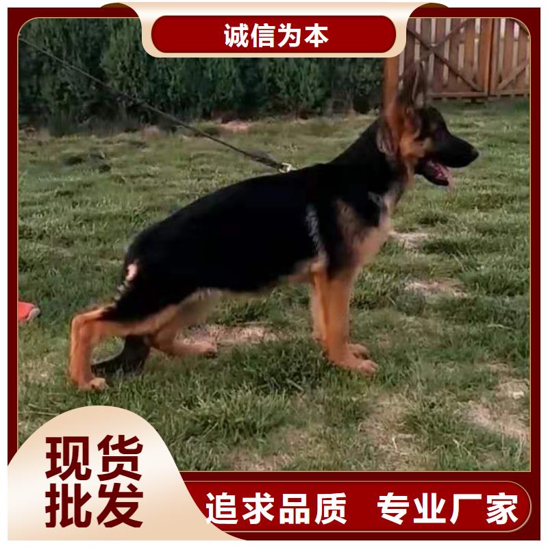 【血统德国牧羊犬】多少钱一只