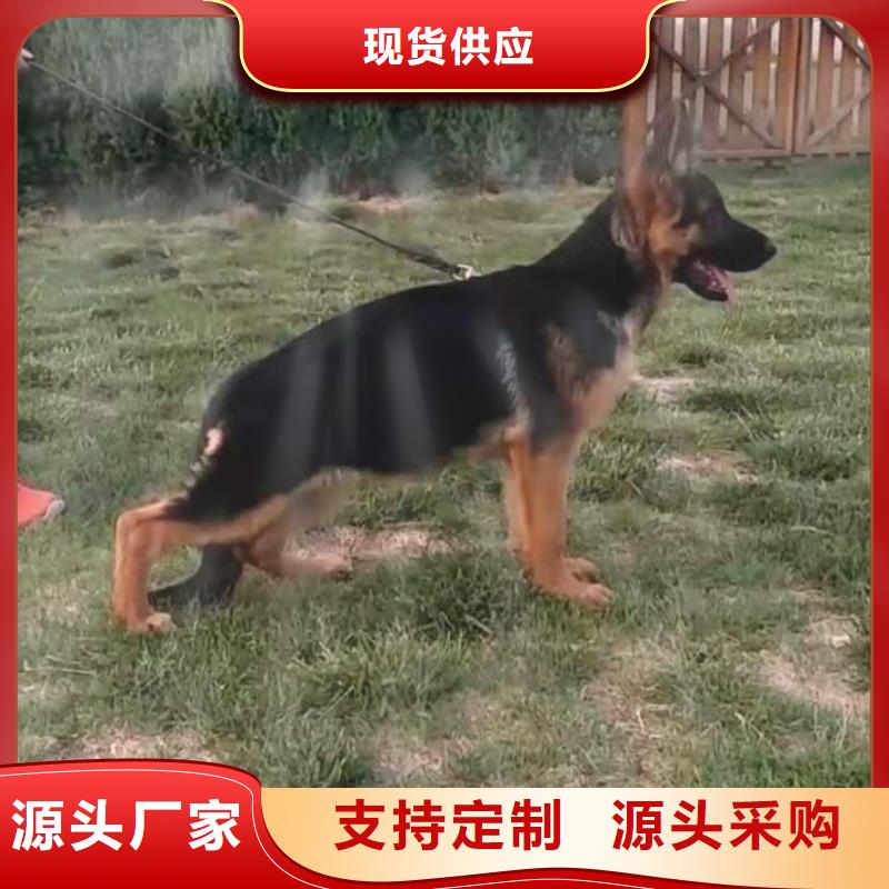 德国牧羊犬拉布拉多犬实力优品