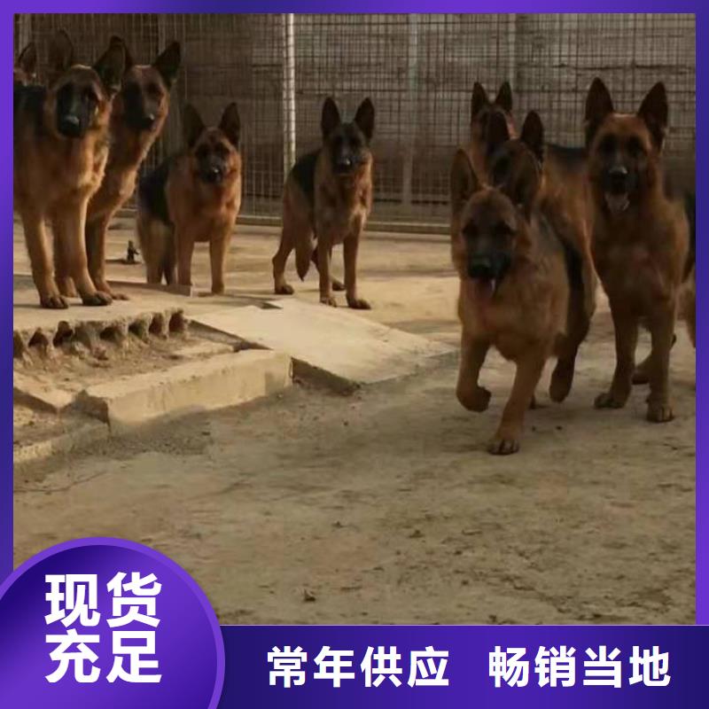 【德国牧羊犬】带血统证明