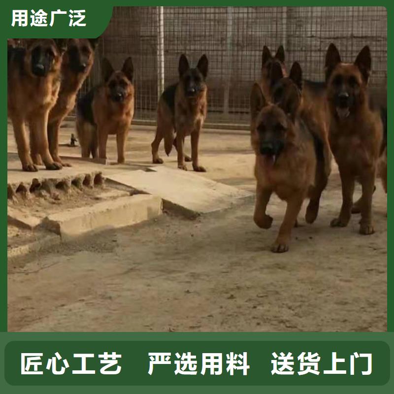 【德国牧羊犬杜高犬严谨工艺】