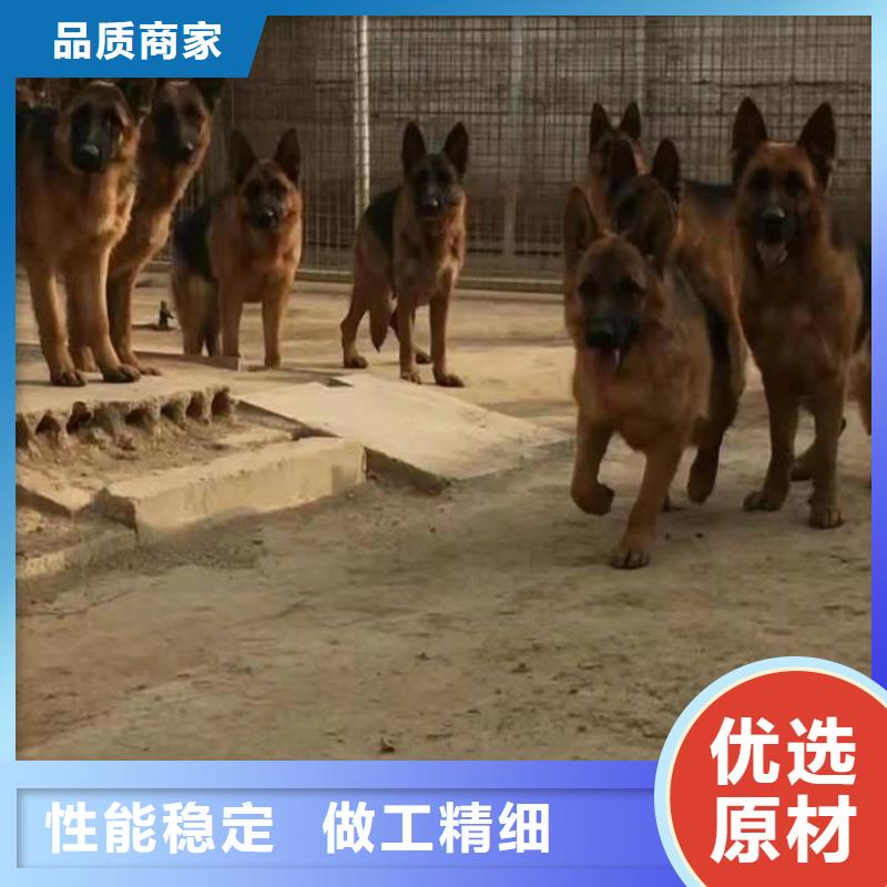 【德国牧羊犬】介绍